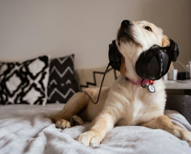 Dog earphones