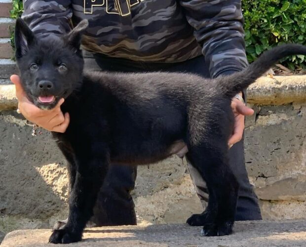 Calupoh mexican wollfdog cute puppy, black dog