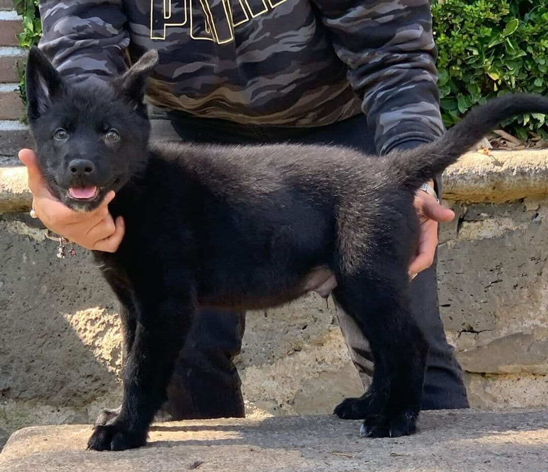 Calupoh mexican wollfdog cute puppy, black dog