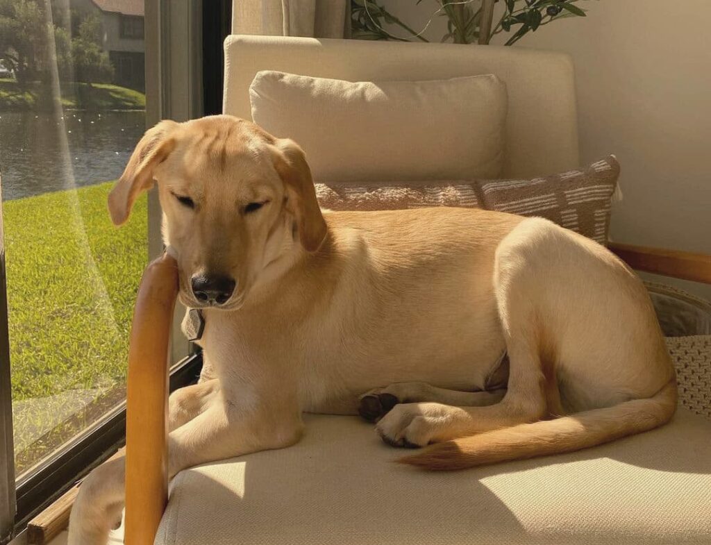 Why Do Dogs Spin In Circles Before They Lay Down? Weary Panda