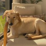 Golden Lab Mix dog laying on the chair in the sun