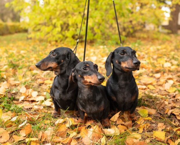 The Ultimate Dachshund Knowledge Quiz