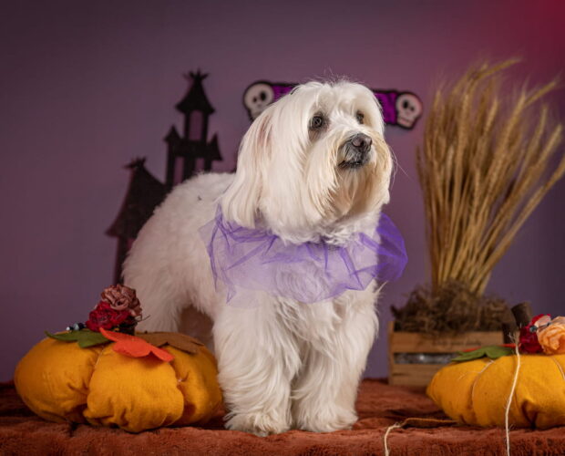 Coton de Tulear
