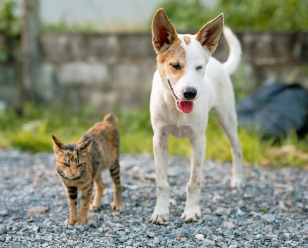 Dog or Cat Rabies Awareness Quiz