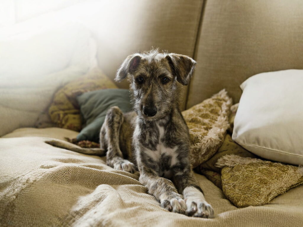 How Well Do You Know the Lurcher? featured image