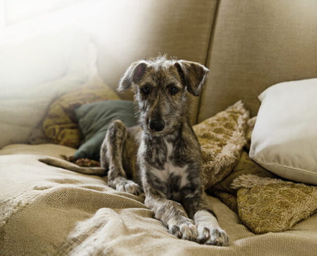 Lurcher puppy