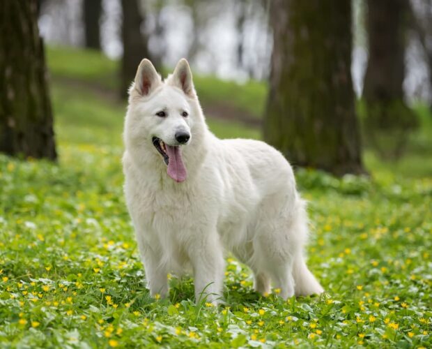 White Swiss Shepherd